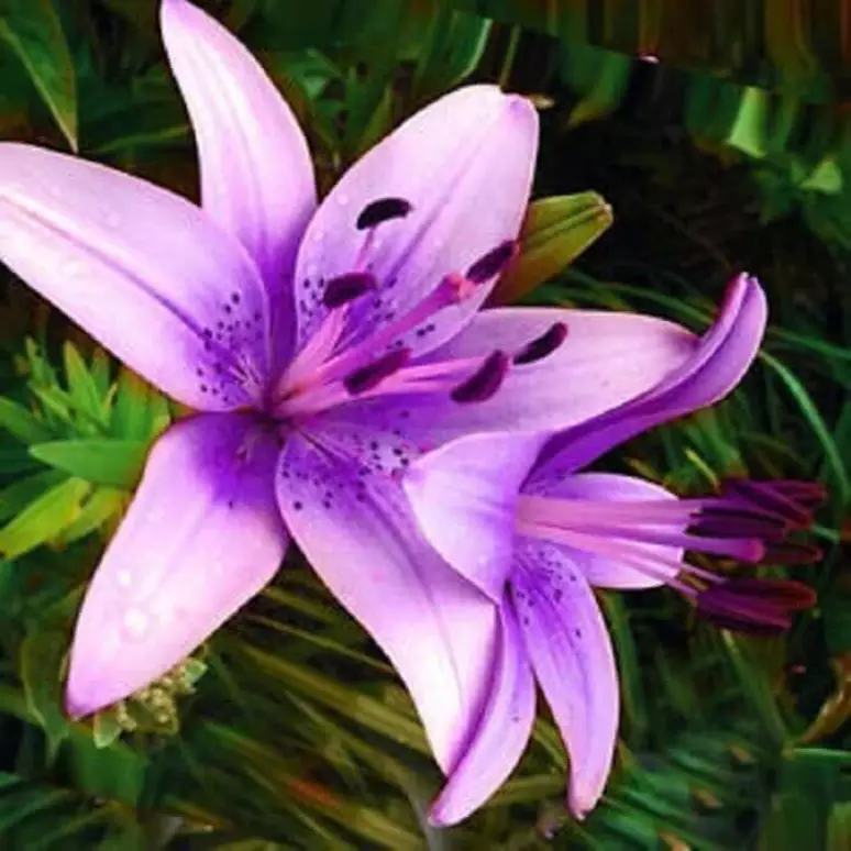 Lírio roxo